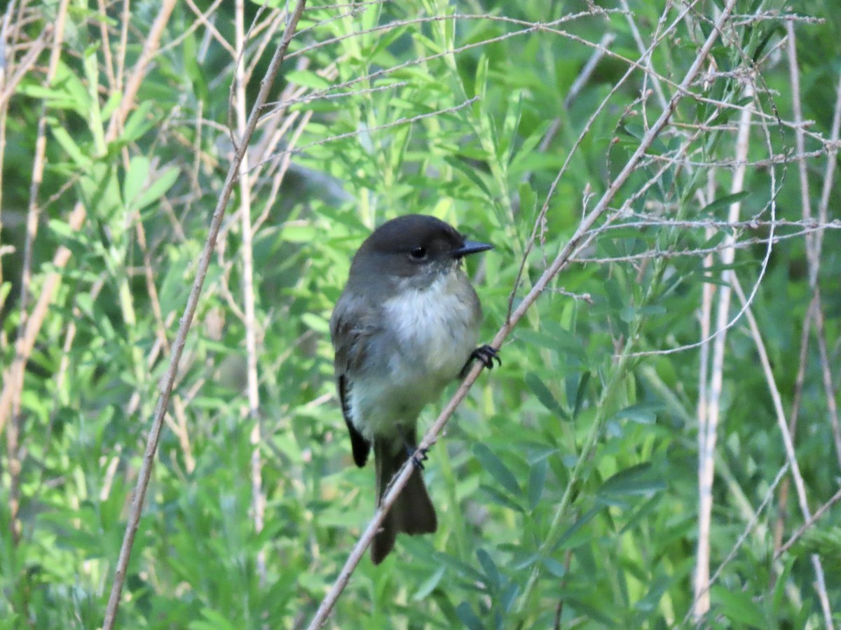 Eastern Phoebe - ML572978181