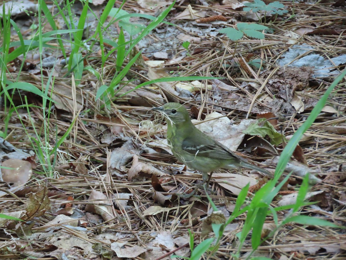 Pine Warbler - ML572978301