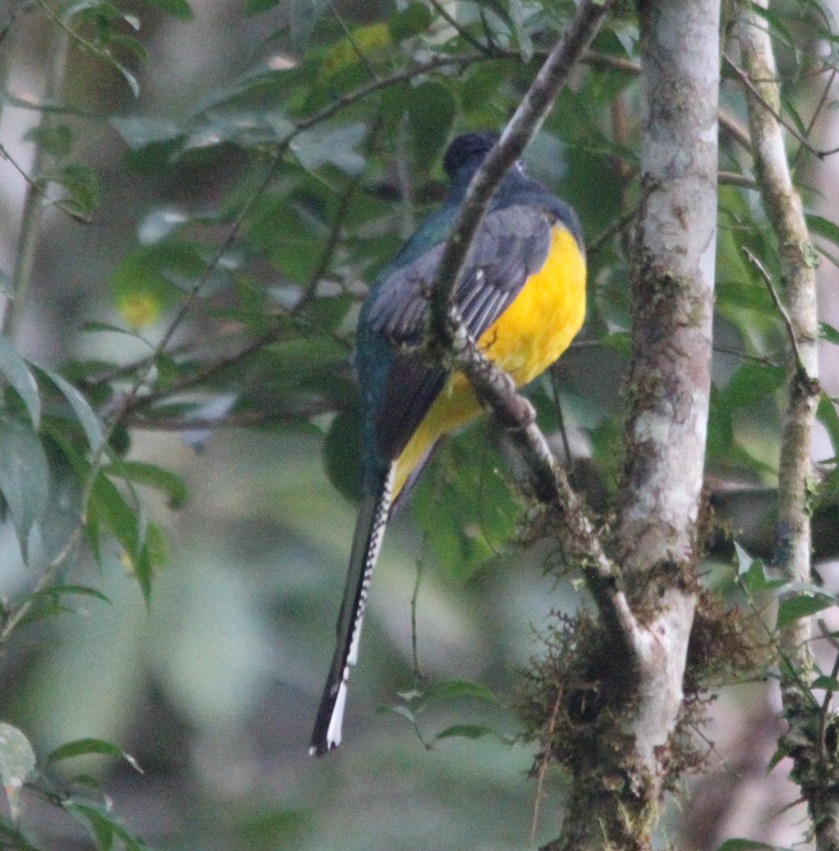 trogon zelenohřbetý - ML572978871