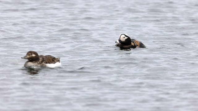 Long-tailed Duck - ML572978981