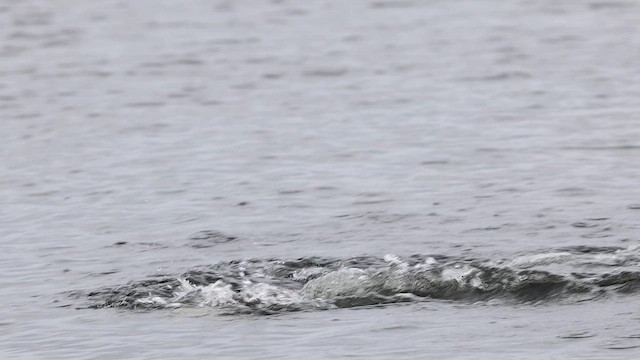 Long-tailed Duck - ML572978991