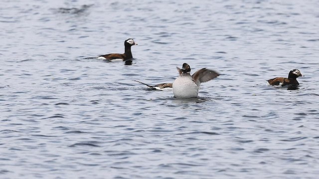 Long-tailed Duck - ML572979331