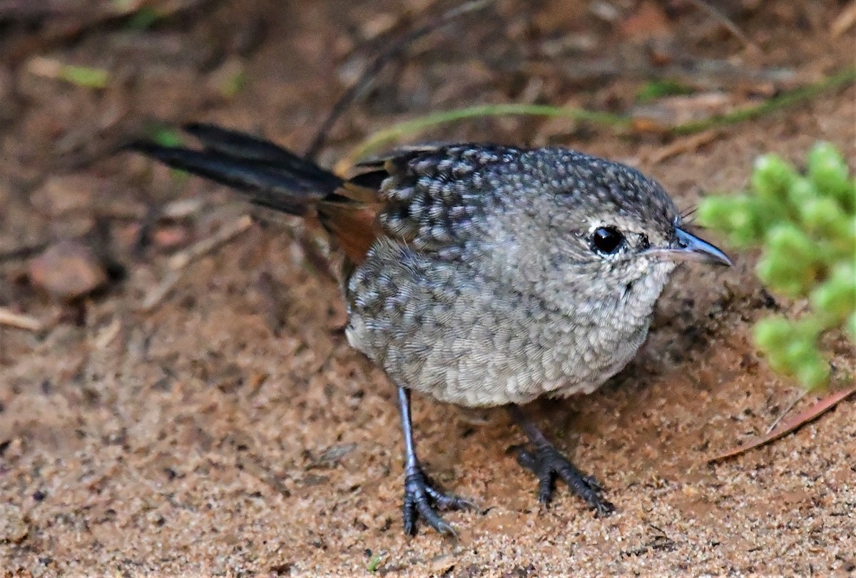 Western Bristlebird - ML572979911