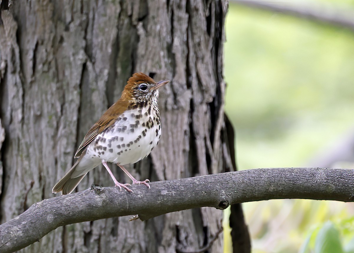 Wood Thrush - ML572980051