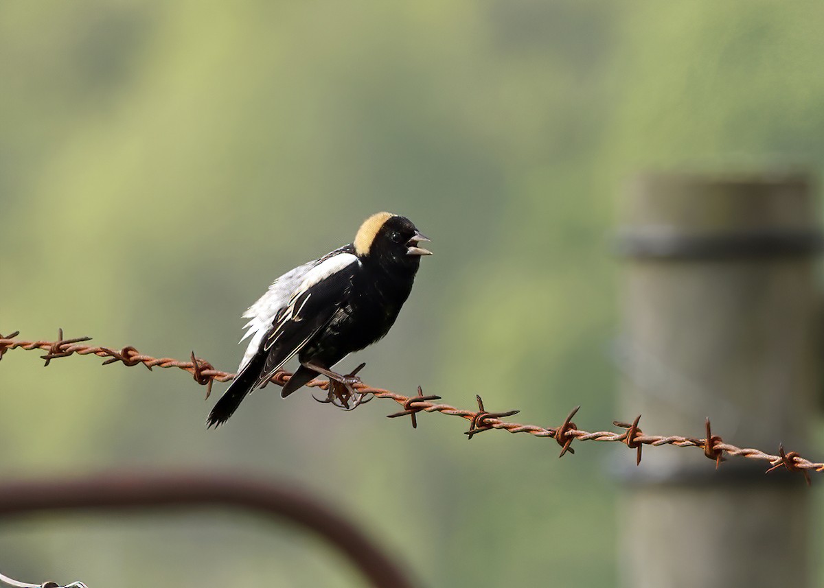 bobolink americký - ML572980071