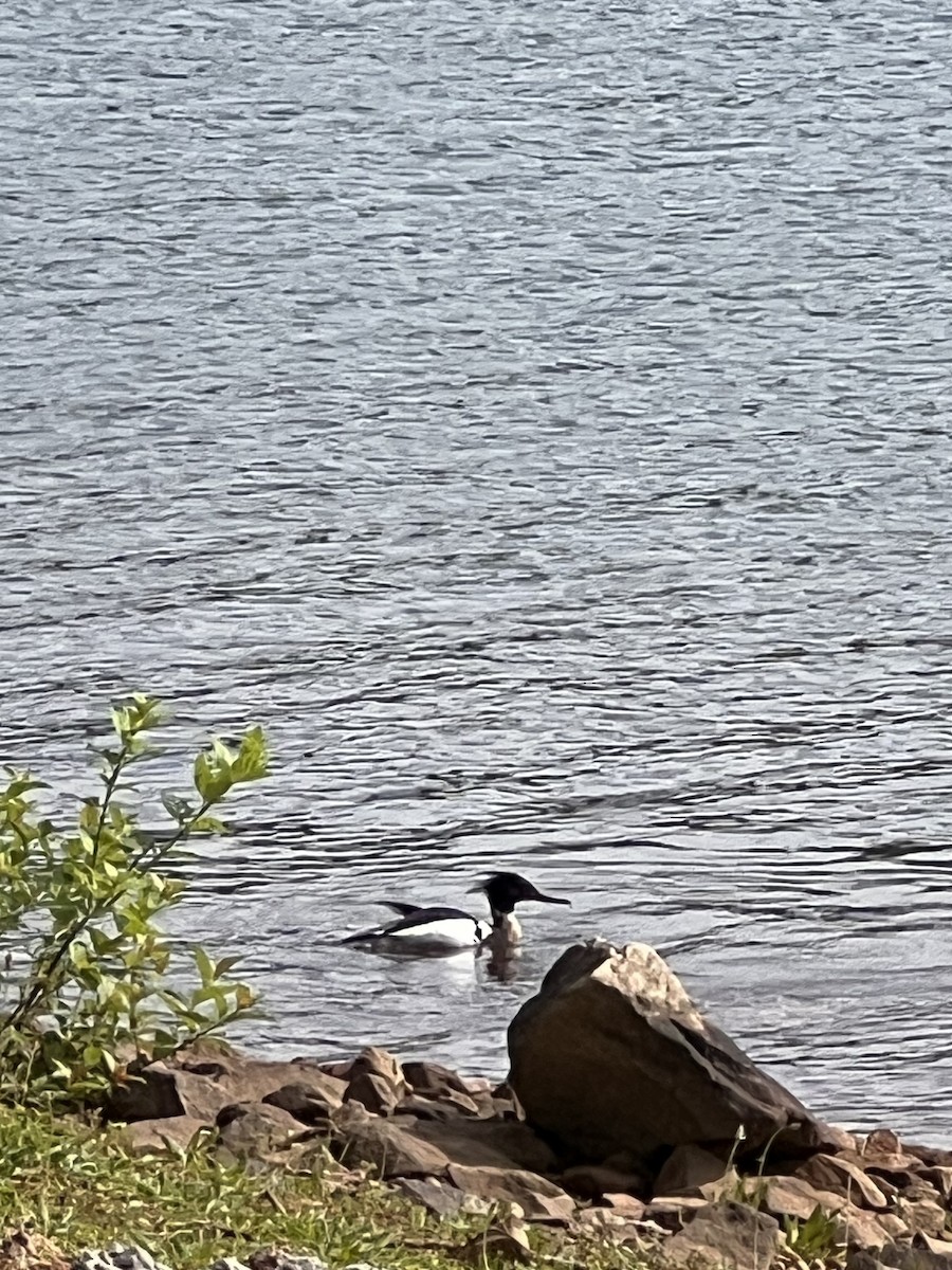 Red-breasted Merganser - ML572980201