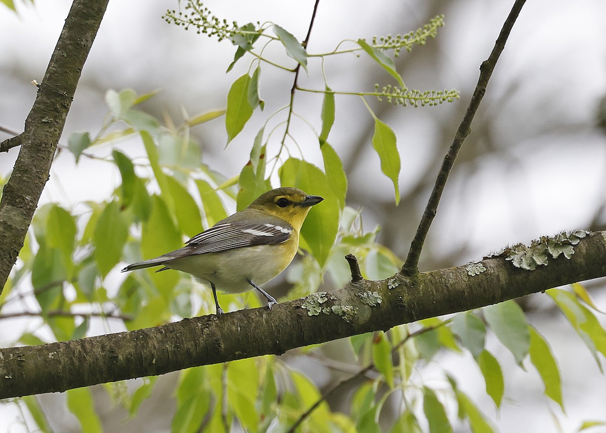 Yellow-throated Vireo - ML572980211