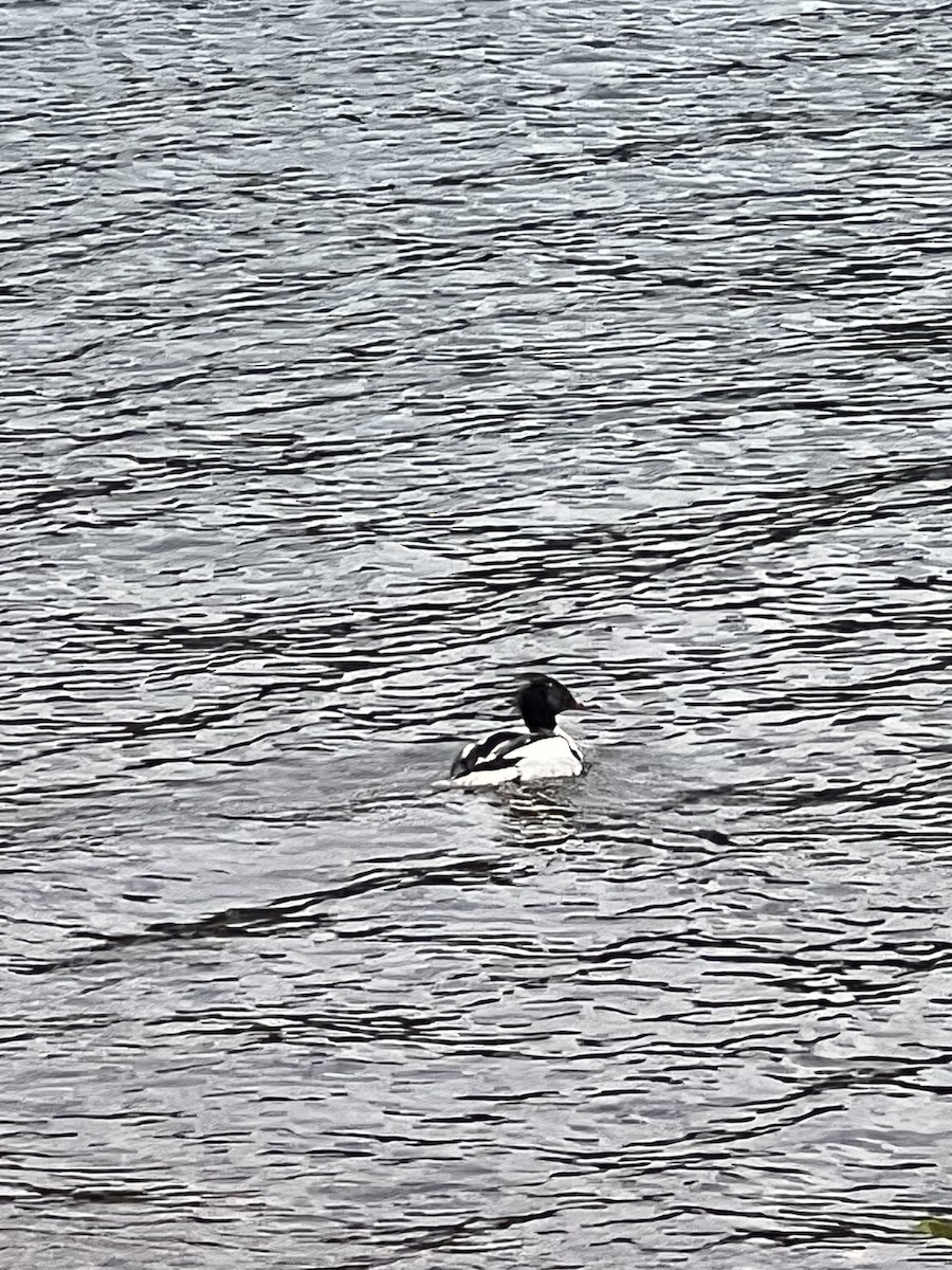 Red-breasted Merganser - ML572980221