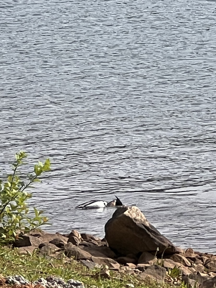 Red-breasted Merganser - ML572980231