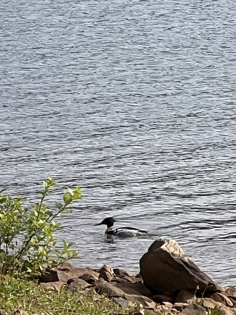 Red-breasted Merganser - ML572980251