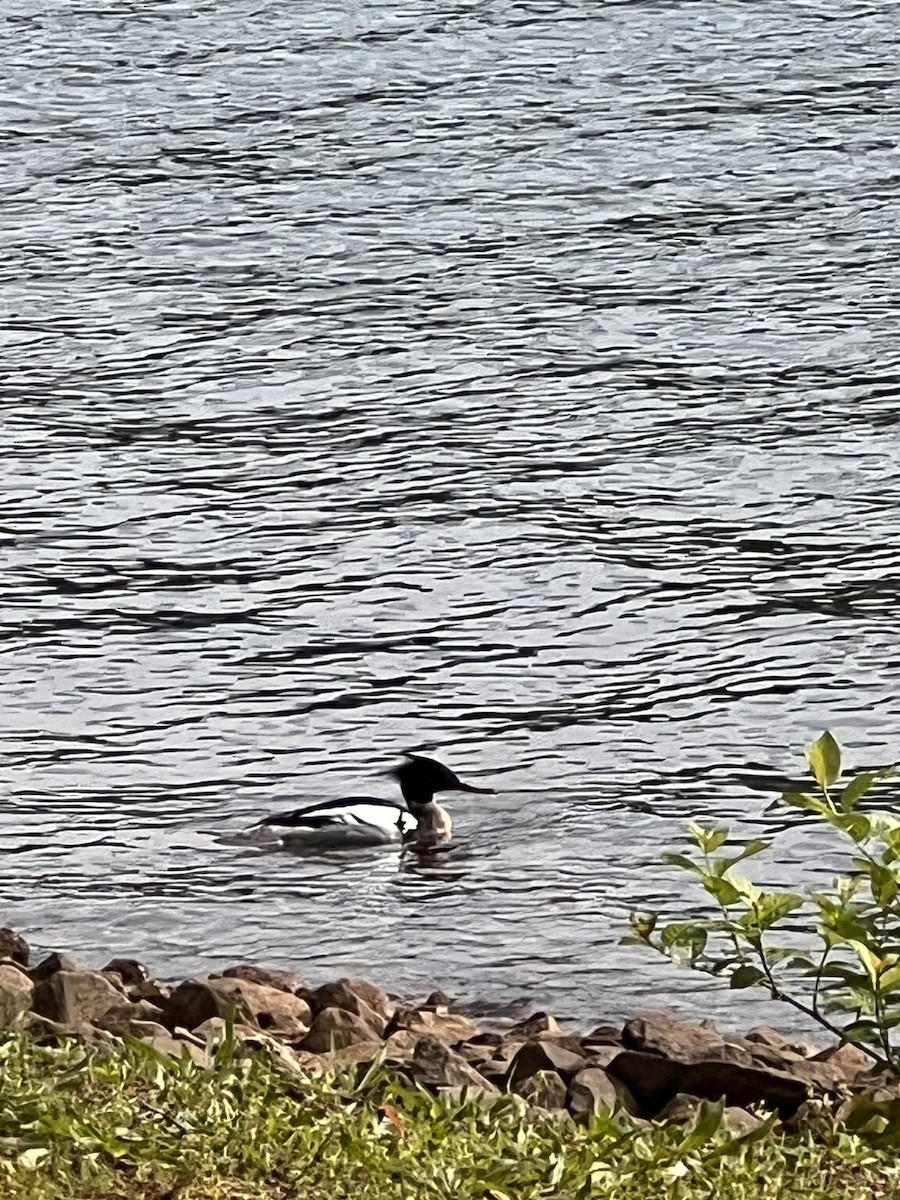 Red-breasted Merganser - ML572980261