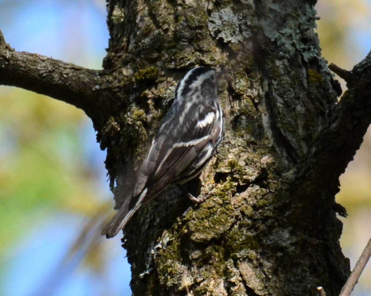 Black-and-white Warbler - ML572980851