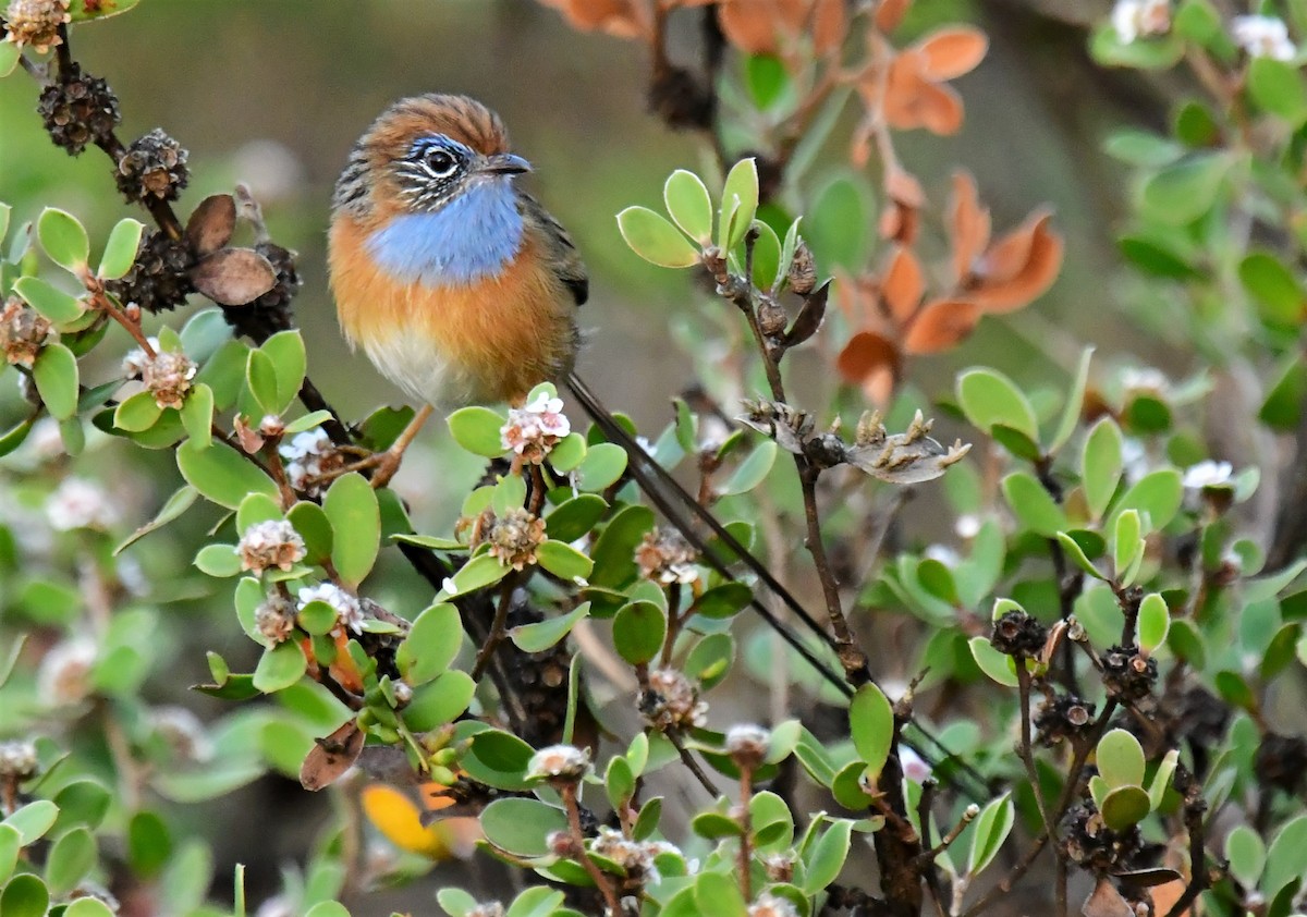 Southern Emuwren - Ron Sawyer