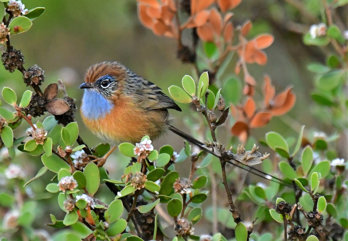 Southern Emuwren - ML572981211