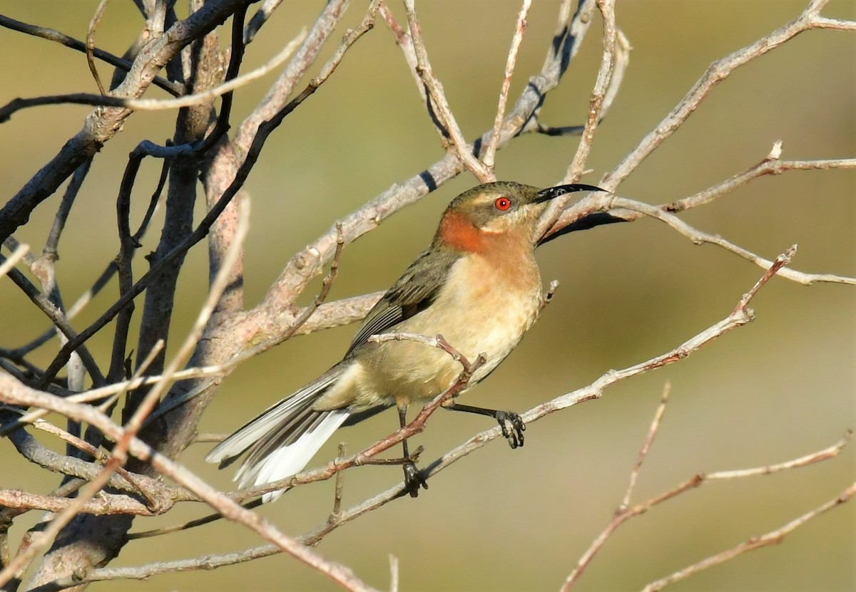 Western Spinebill - ML572981461