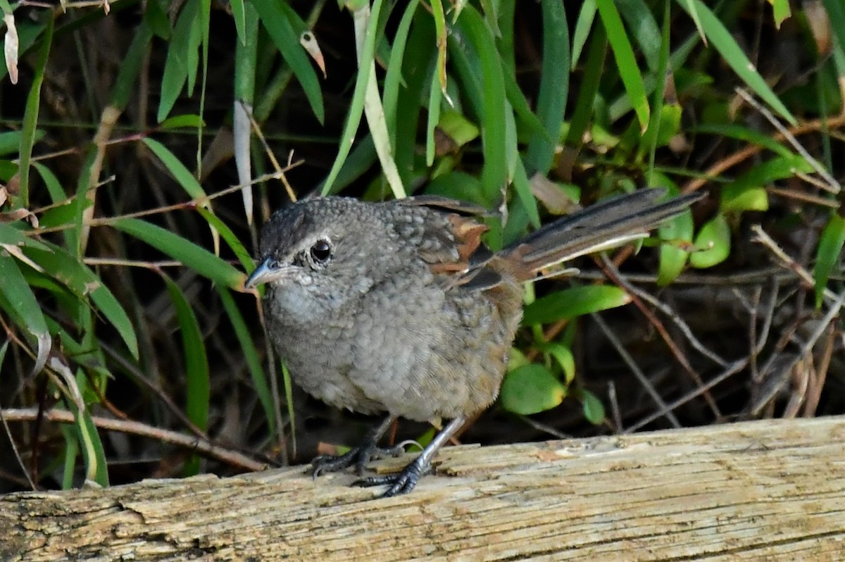 Western Bristlebird - ML572982181