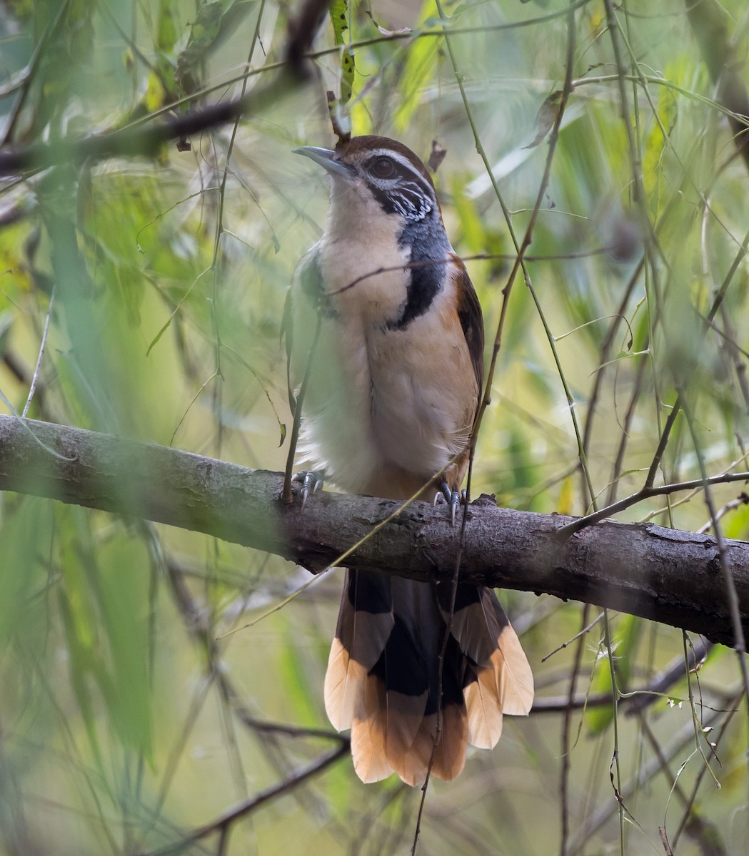 Greater Necklaced Laughingthrush - ML572983541