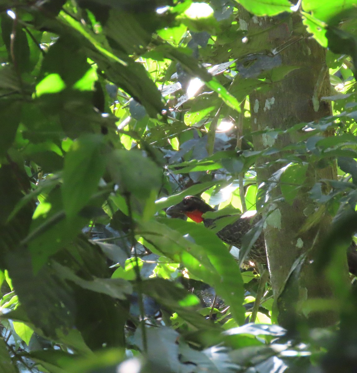 Dusky-legged Guan - ML572984031