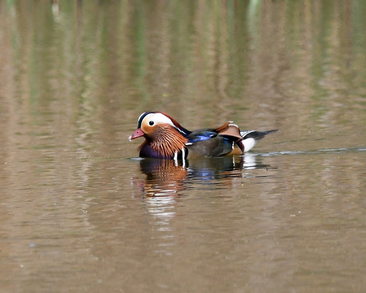 Mandarin Duck - ML572984571