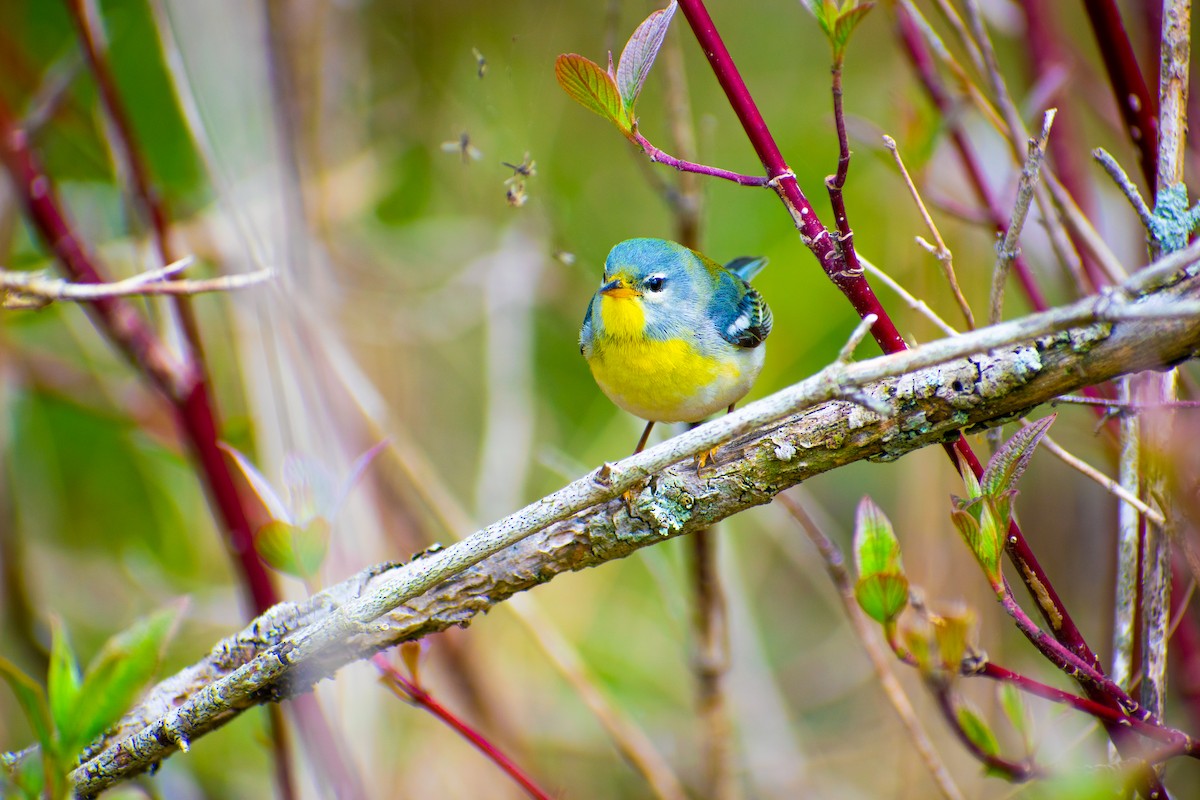 Northern Parula - ML572984831