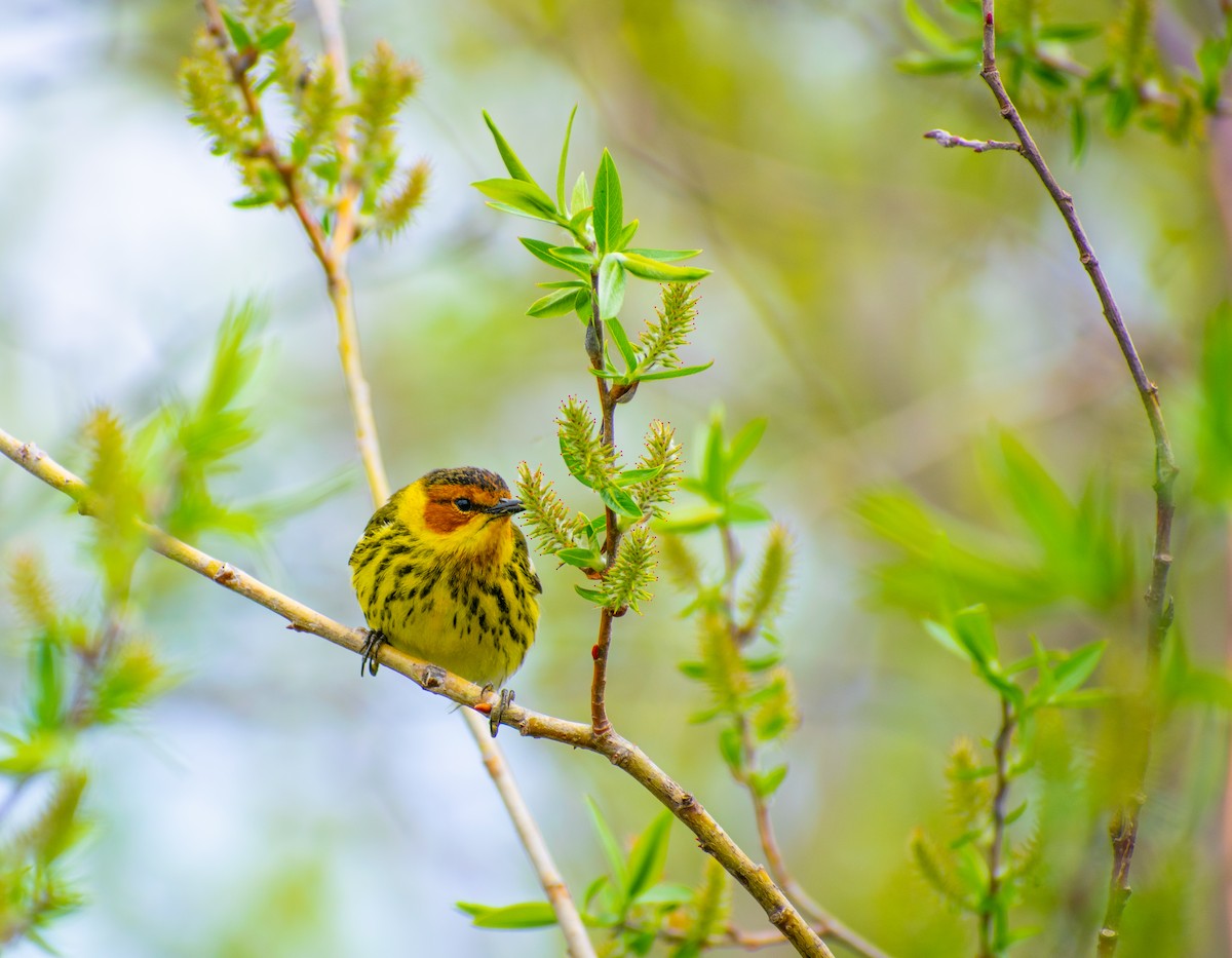 Cape May Warbler - ML572984861