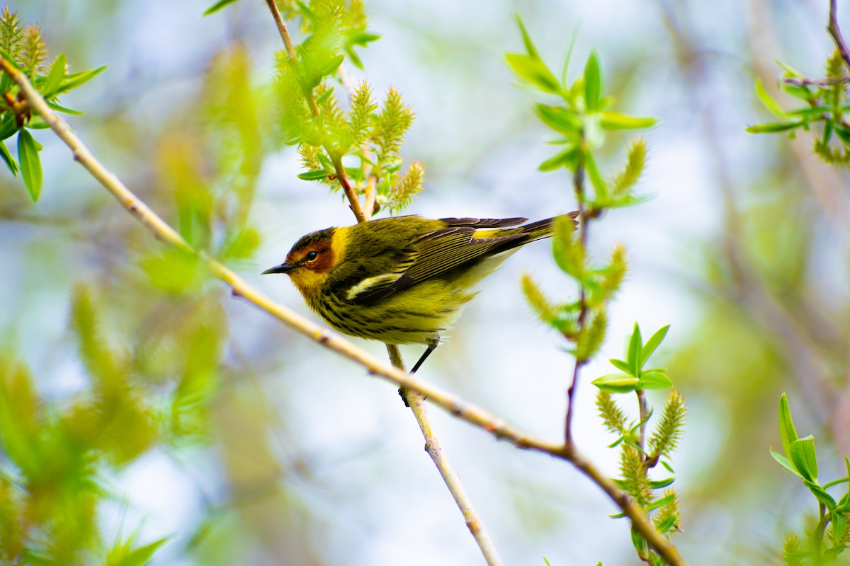 Cape May Warbler - ML572984911
