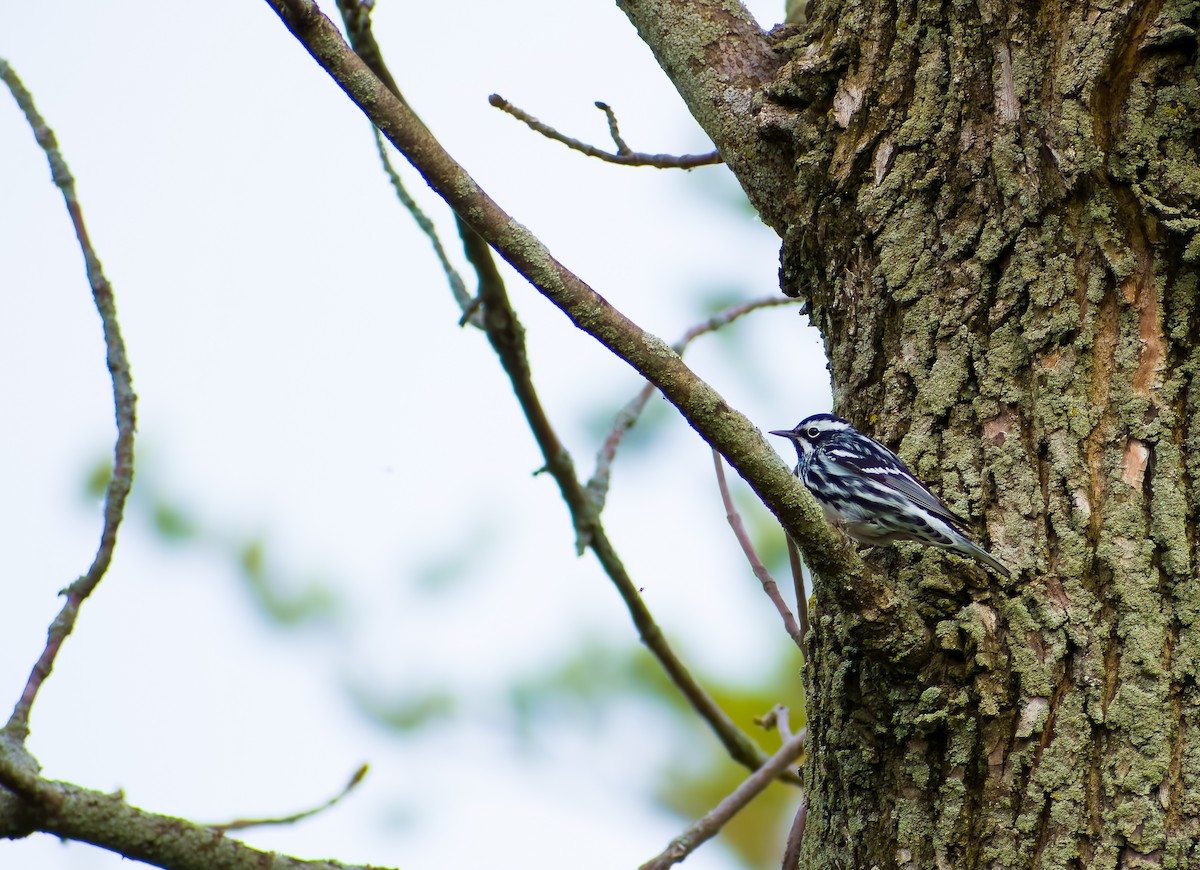 Black-and-white Warbler - ML572985111