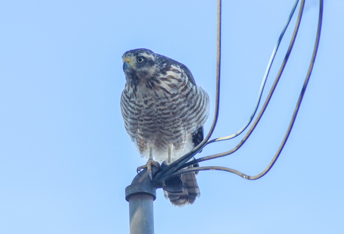 Roadside Hawk - ML572986081