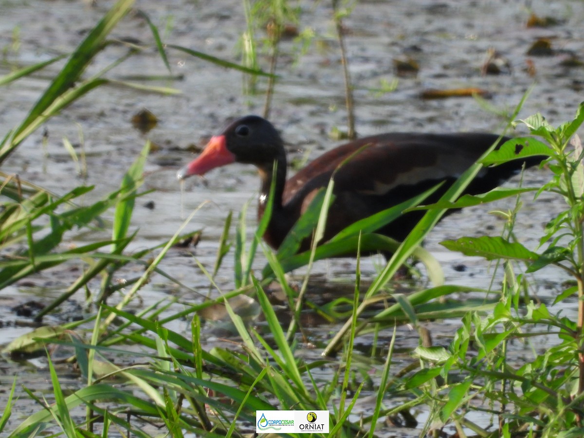 Black-bellied Whistling-Duck - Pablo Cesar Lagares Ortega