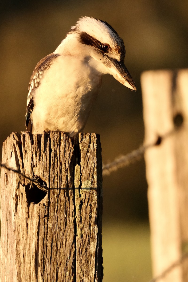 Laughing Kookaburra - ML572987761