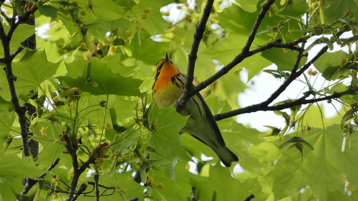Blackburnian Warbler - ML572987891