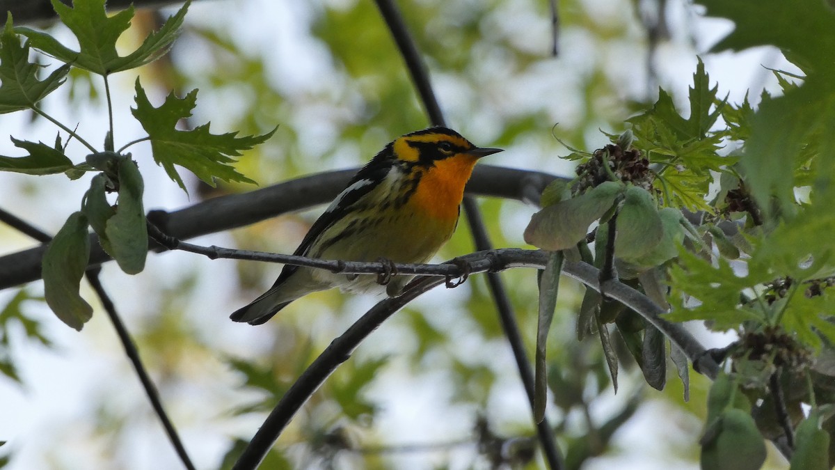 Blackburnian Warbler - ML572987931