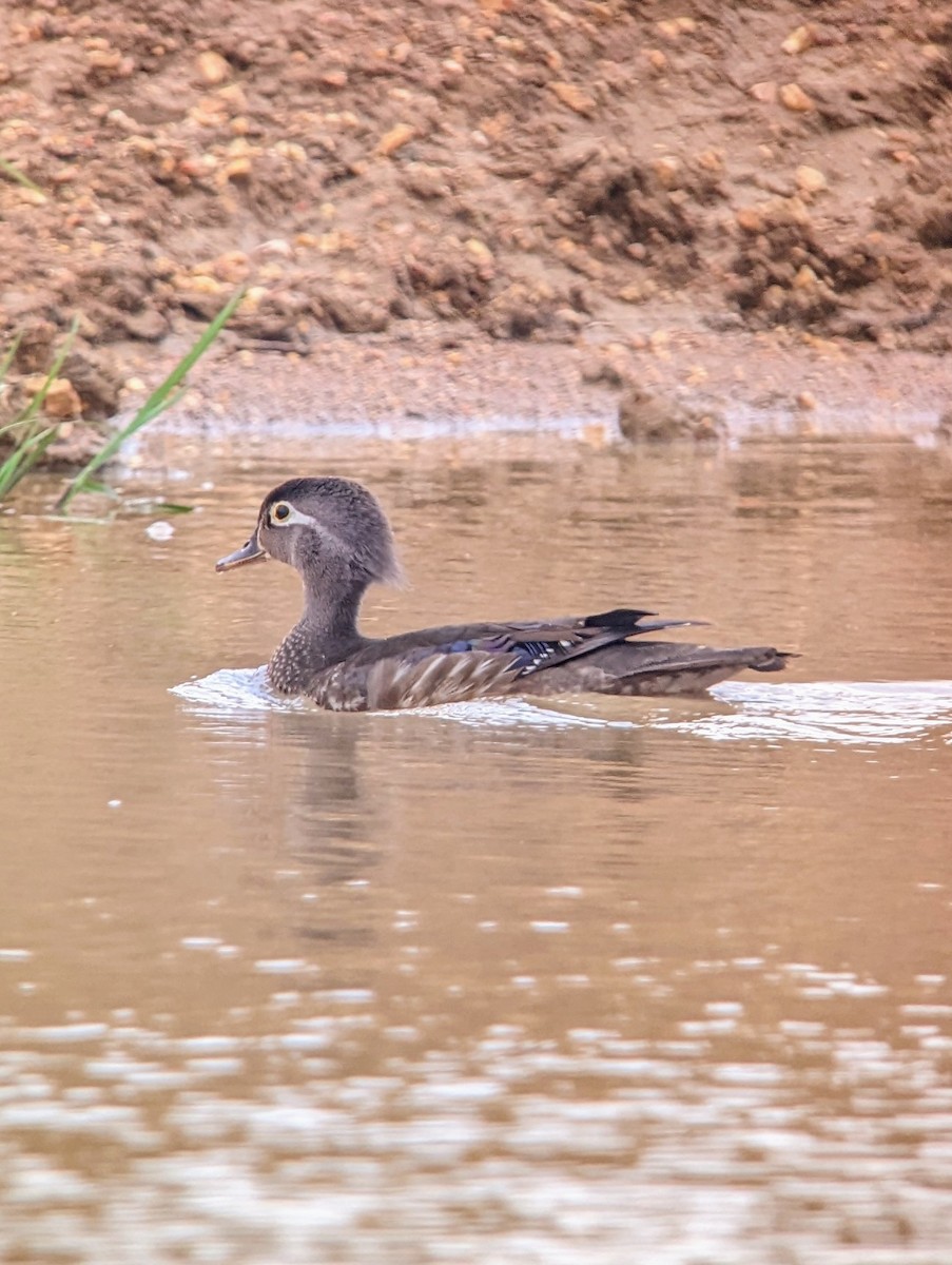 Wood Duck - Christian Hawn