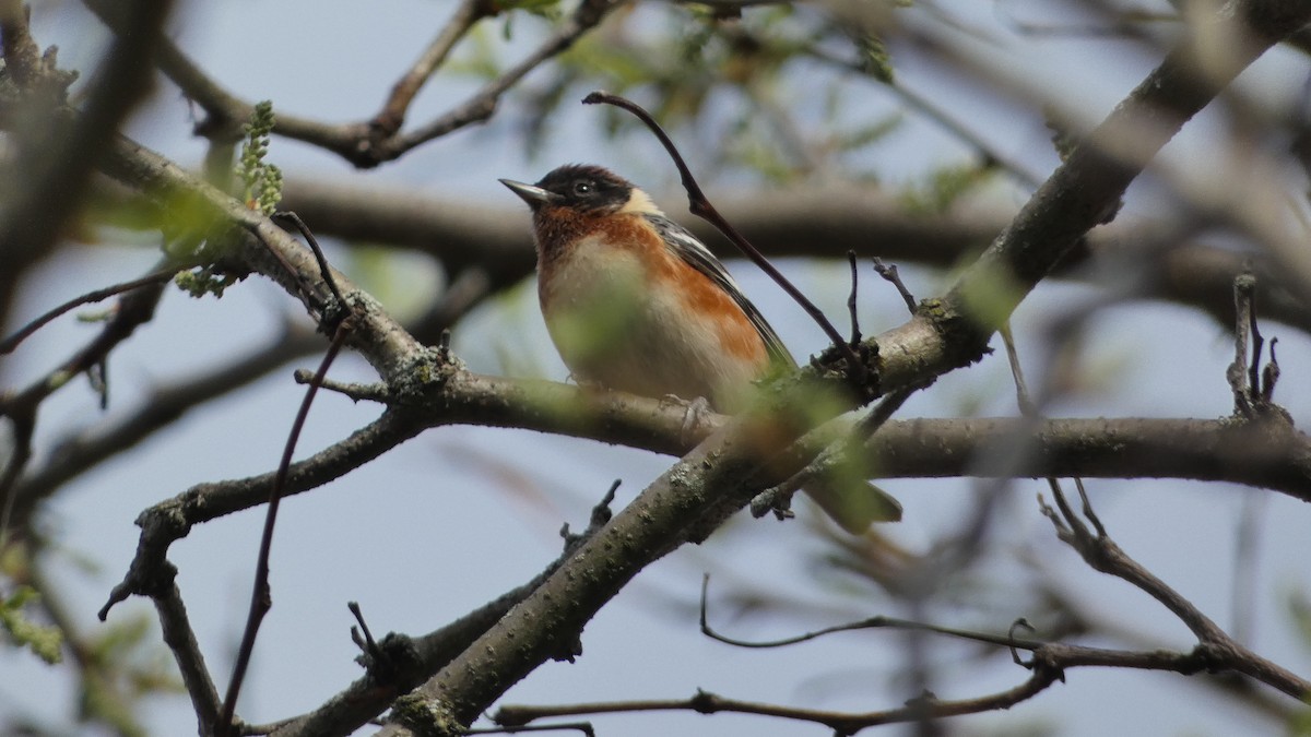 Bay-breasted Warbler - ML572988071