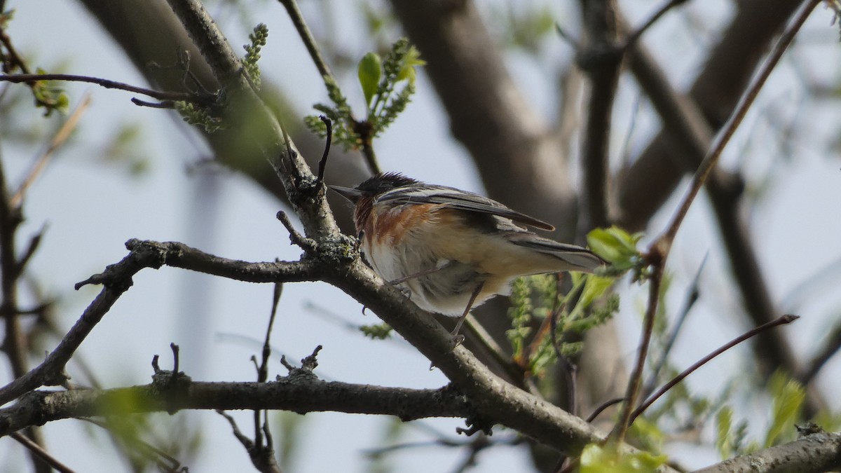 Bay-breasted Warbler - ML572988151