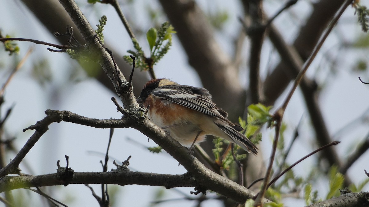 Bay-breasted Warbler - ML572988191