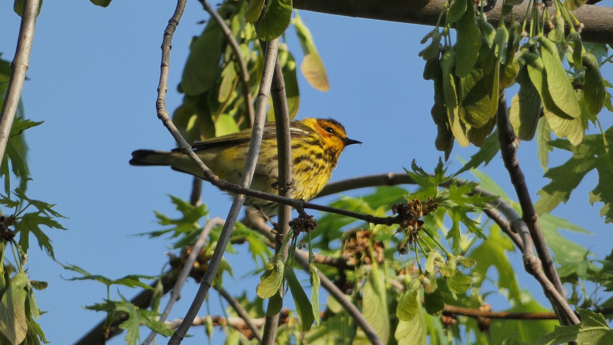 Cape May Warbler - ML572988281