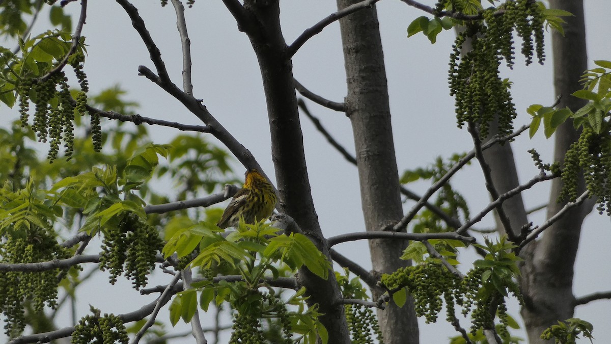 Cape May Warbler - ML572988411