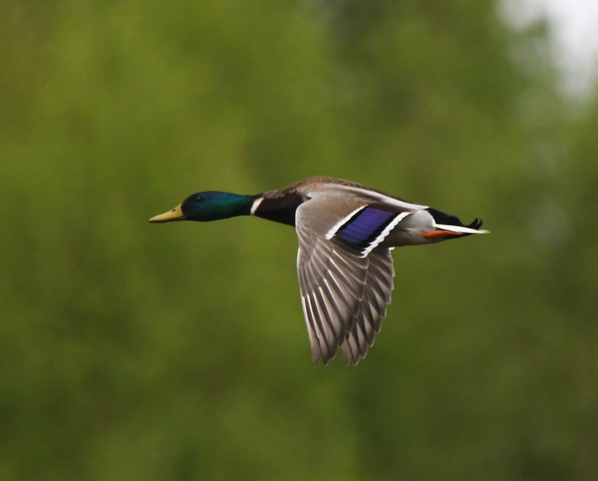 Mallard - ML572988741