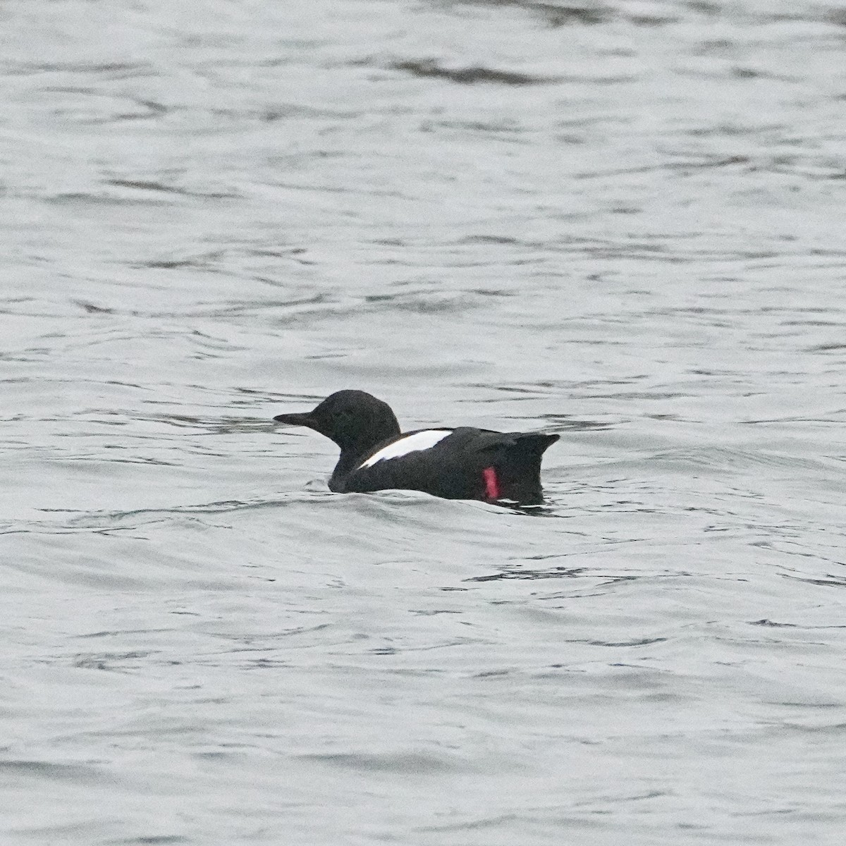 Pigeon Guillemot - Tom Cho