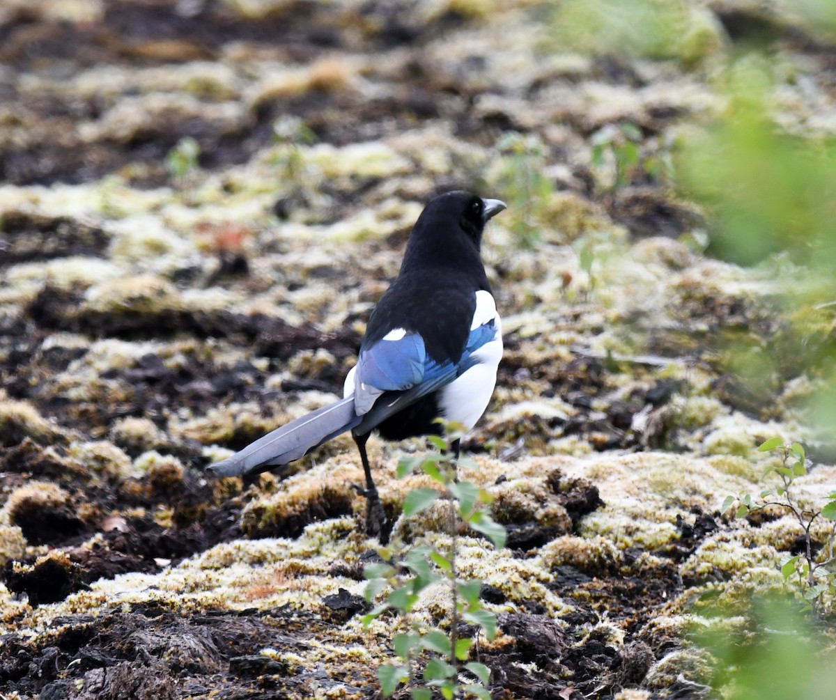 Eurasian Magpie (Eurasian) - ML572988831