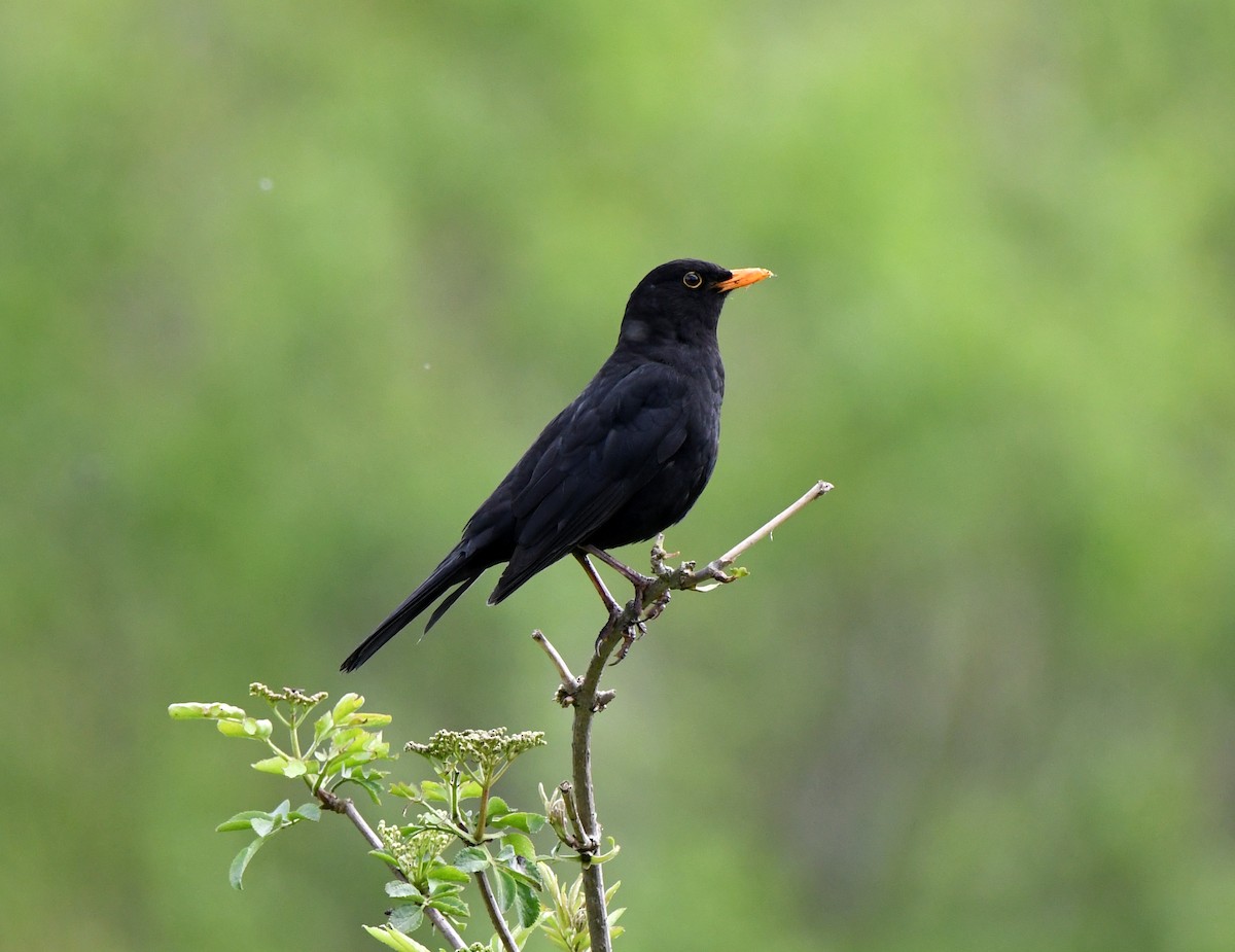 Eurasian Blackbird - ML572988941