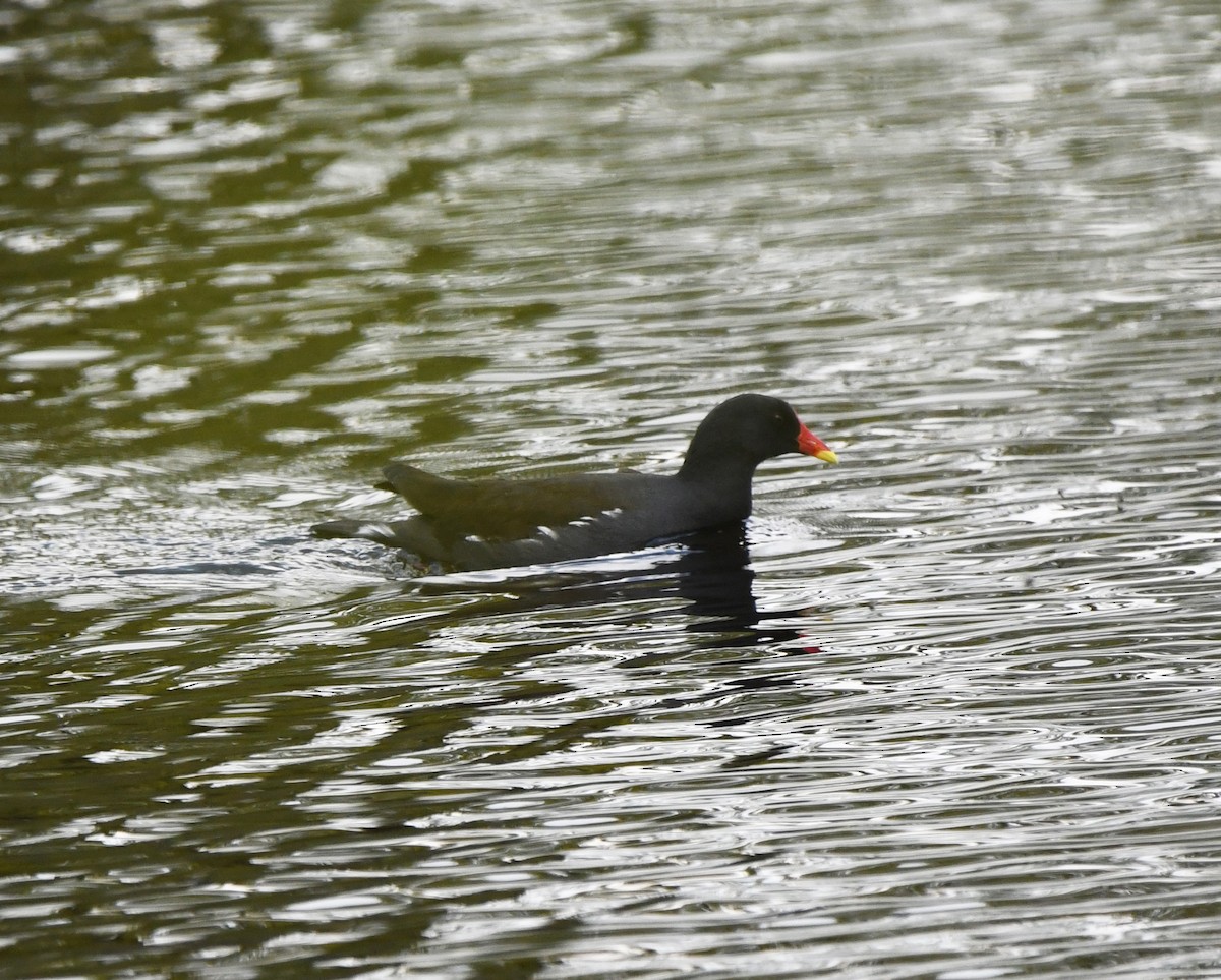 Eurasian Moorhen - ML572989071