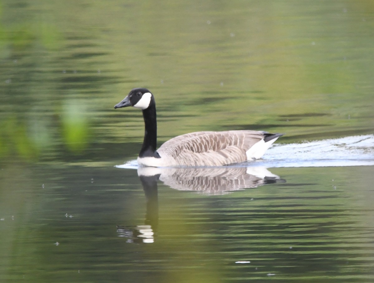 Canada Goose - ML572989121