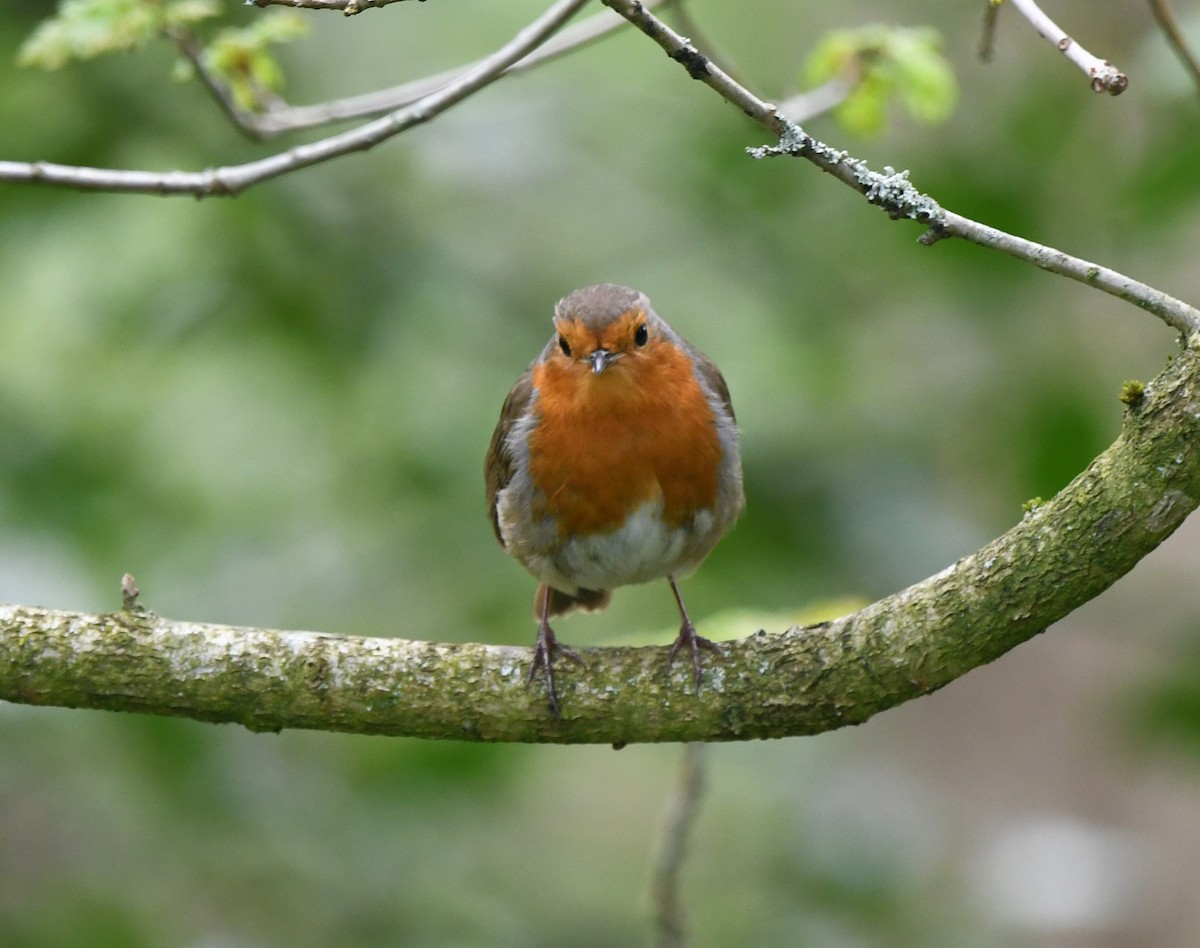 European Robin - ML572989141