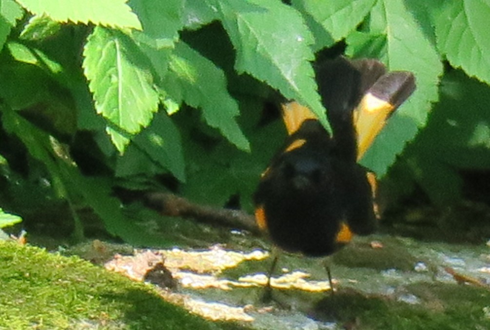 American Redstart - Susan Freytes