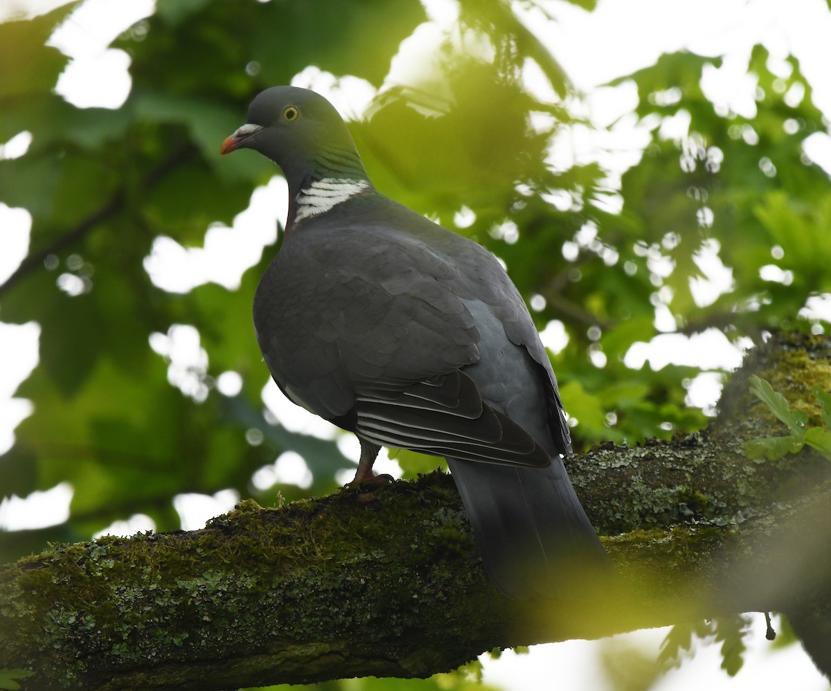 Common Wood-Pigeon (White-necked) - ML572989211
