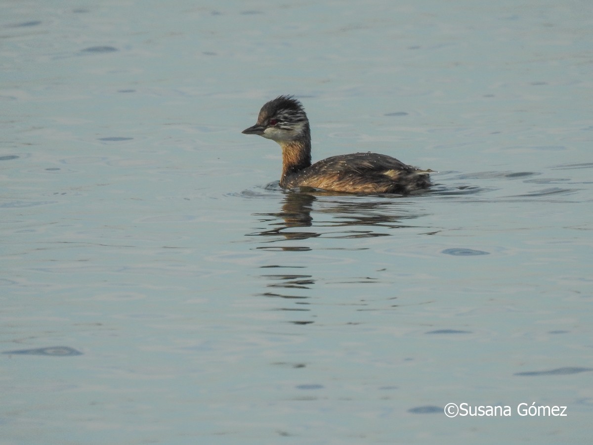 White-tufted Grebe - ML572989481