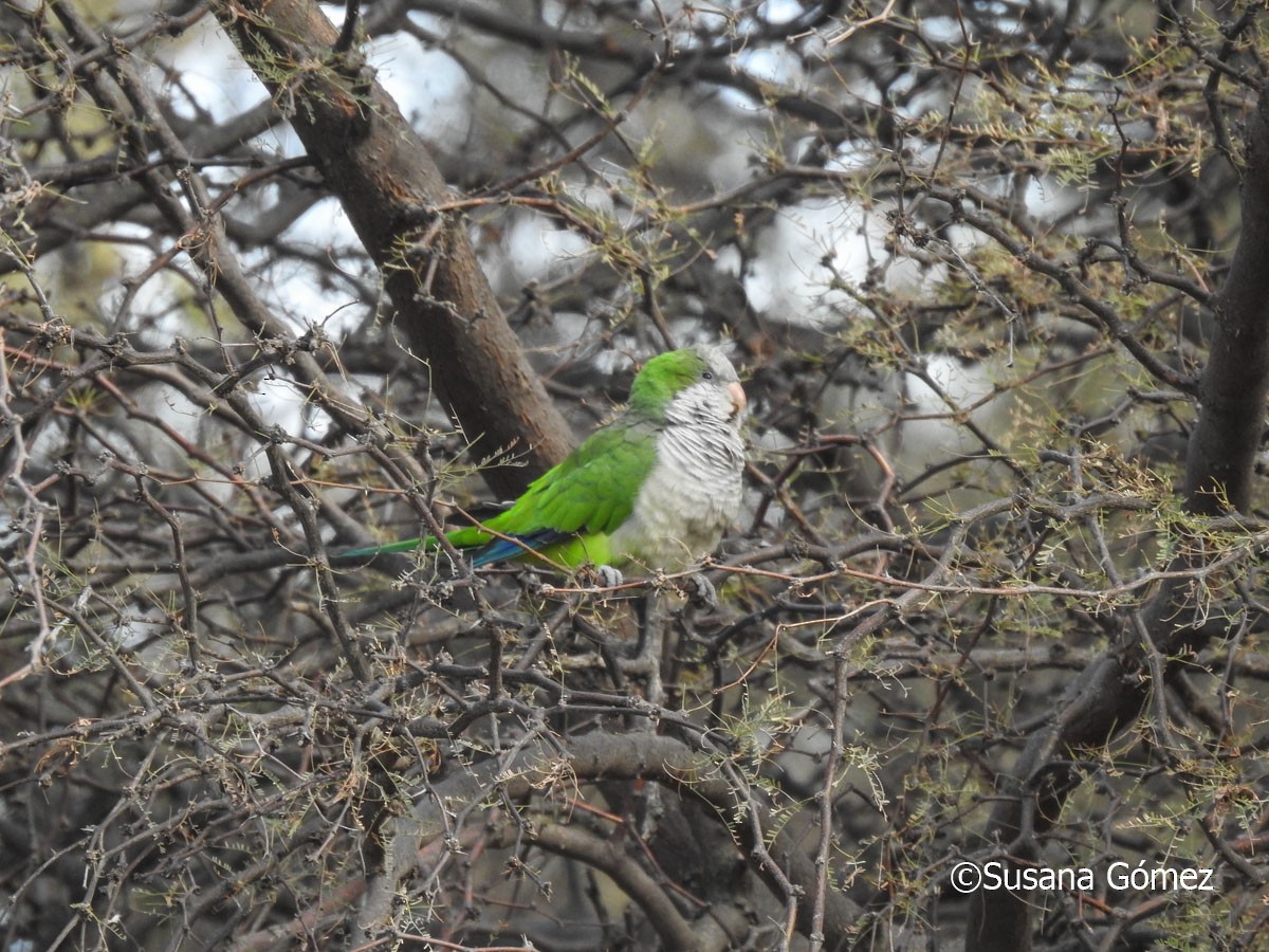 Monk Parakeet - ML572989751