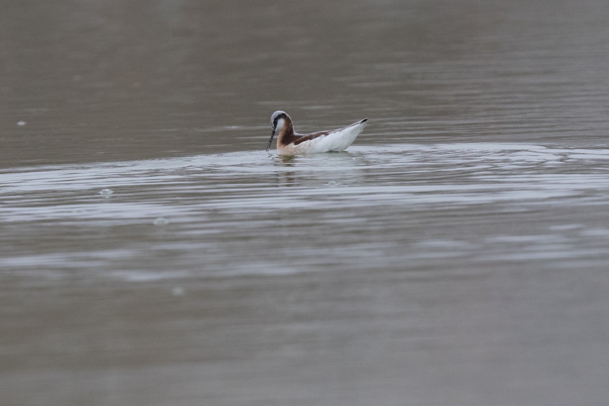 Phalarope de Wilson - ML57298991